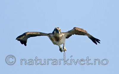 BB 08 0046 / Pandion haliaetus / Fiskeørn